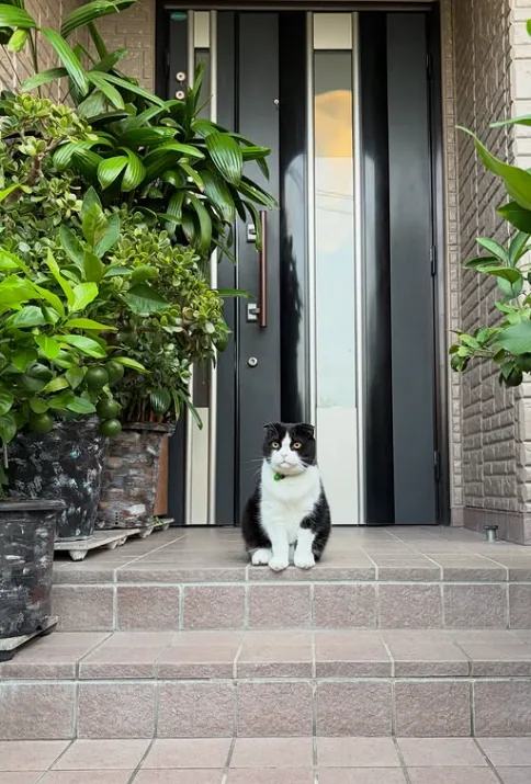 NaraTabu facing the camera on tiled entrance steps, framed by the dark front door and large potted citrus plants.