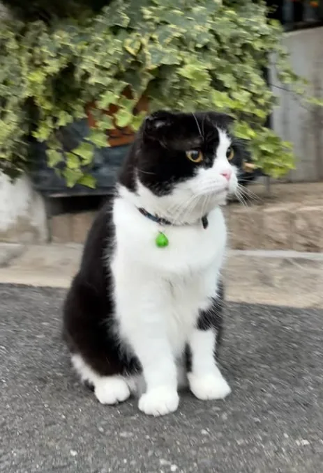 NaraTabu sitting on the pavement in front of dense green leaves, the green bell hanging from a patterned collar.