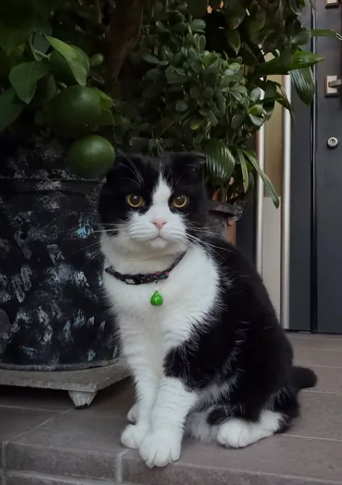 NaraTabu on an entrance step beside a weathered plant pot and hanging citrus fruit, the dark front door just behind.